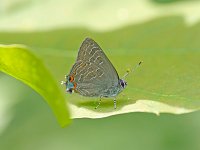 Striped Hairstreak